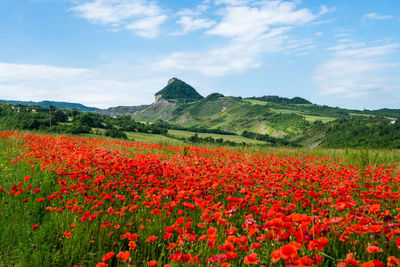 Red flowering plants on field against sky