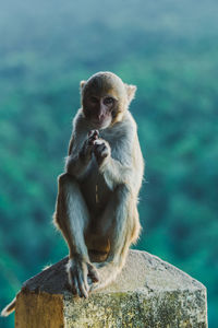 Portrait of monkey sitting on rock