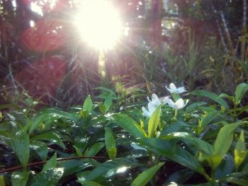 Close-up of white flowers