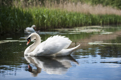 Swan floating on lake