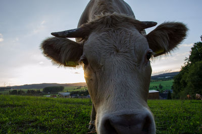 Close-up of cow on grassy field against sky