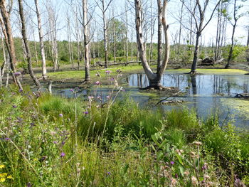 Scenic view of lake in forest