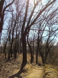 Bare trees in forest