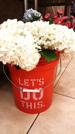 Close-up of red flowers