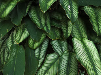 Close-up of plant leaves 