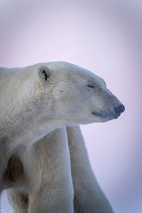 Close-up of polar bear with eyes closed