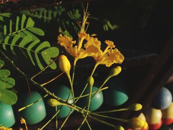 Close-up of yellow flowering plant