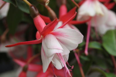 Close-up of pink flower blooming outdoors