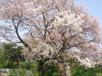 Low angle view of cherry blossoms in spring