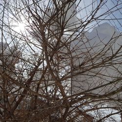 Low angle view of bare tree against sky