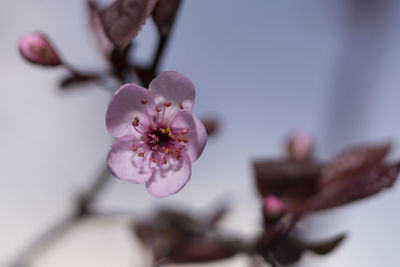 Close-up of pink cherry blossom