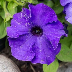 Close-up of purple flower blooming outdoors