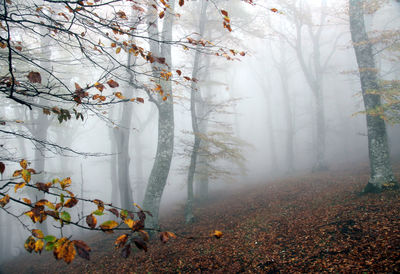 Autumn leaves on tree trunk in forest