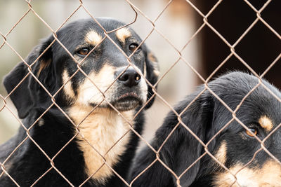 Close-up of a dog in cage