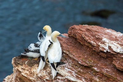 Close-up of birds perching on rock