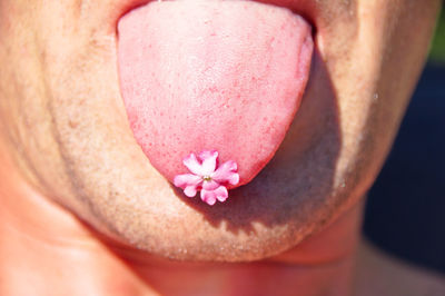 Close-up of pink flower on tongue