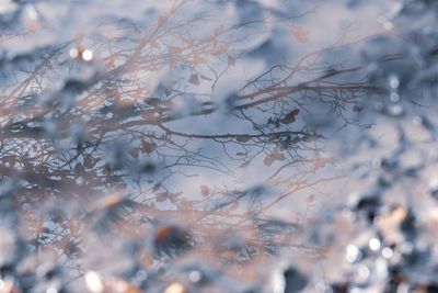 Winter tree reflection on water