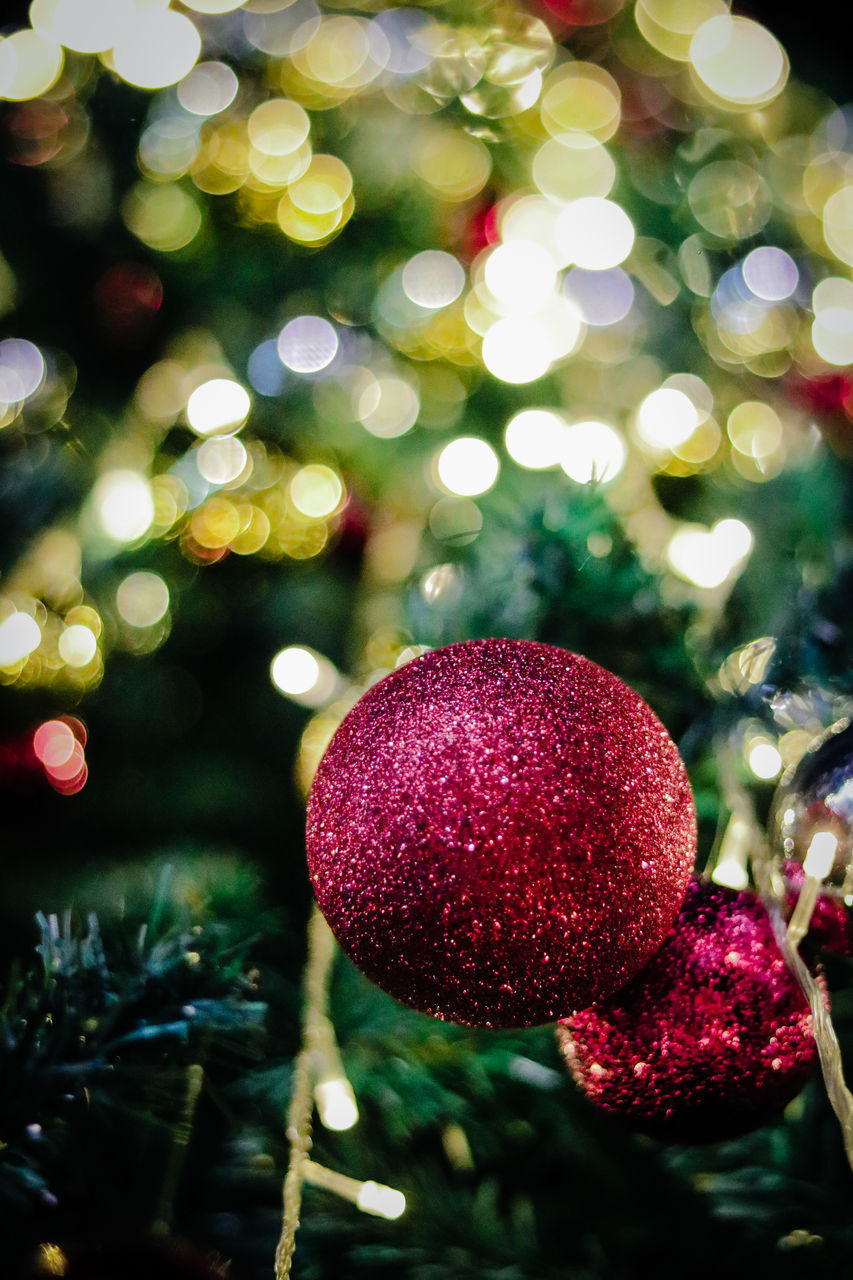 CLOSE-UP OF CHRISTMAS TREE ON PLANT AT NIGHT