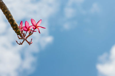 Close-up of pink flowers against sky