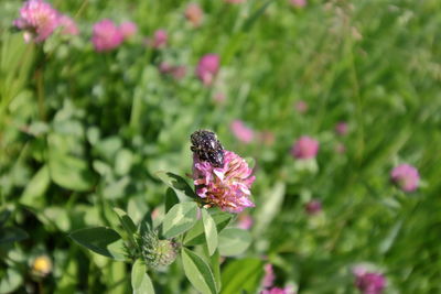Close-up of butterfly pollinating on pink flowering plant