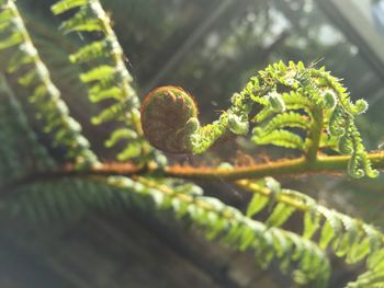 Close up of leaves