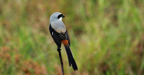 Close-up of bird perching on a land