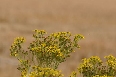 Close-up of yellow flowering plant on field