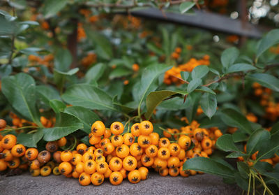 Close-up of orange fruits on plant