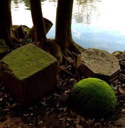 View of trees and rocks