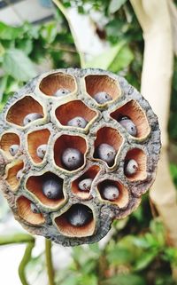 Close-up of mushroom growing on field