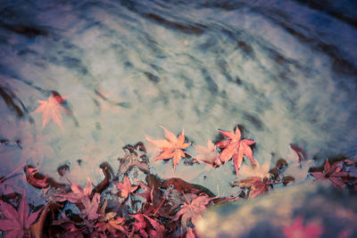 High angle view of maple leaves on water