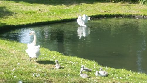 Swans swimming in lake