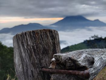 Close-up of wooden post by tree against sky