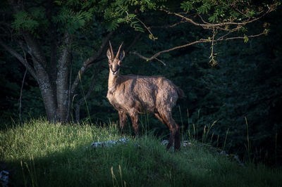 Deer standing in a forest