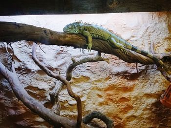 Close-up of lizard on tree branch in zoo