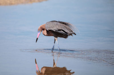 View of a bird on beach