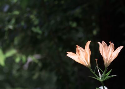 Close-up of flowering plant against blurred background