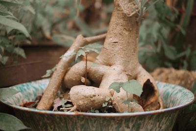 Close-up of mushrooms on potted plant