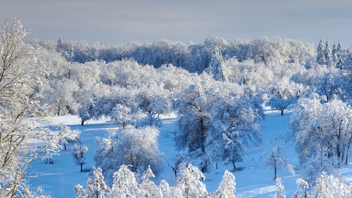 Snow covered trees in forest against sky