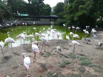 View of birds on field