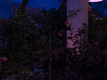 Low angle view of flowering plants by building at night