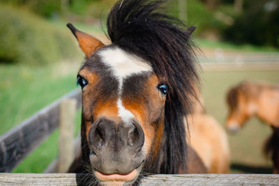 Close-up portrait of a horse