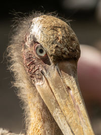 Close-up of a bird