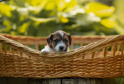 Portrait of puppy in basket