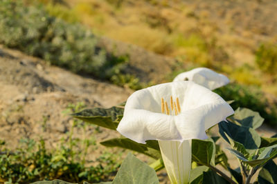 Close-up of white flower on field