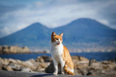 Cat looking away while sitting outdoors