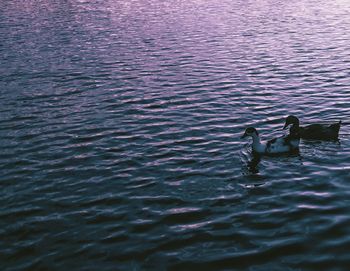Man swimming in lake