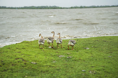 People walking on beach