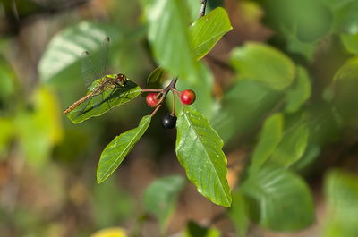 plant part
