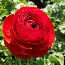 Close-up of red rose blooming outdoors